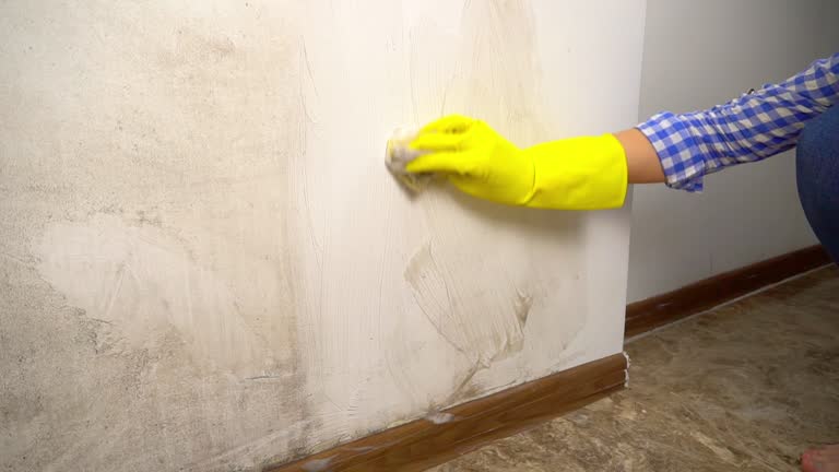 Best Post-Construction Mold Inspection  in Edgewood, NM