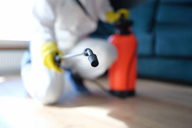 Best Environmental Consulting for Mold Prevention  in Edgewood, NM
