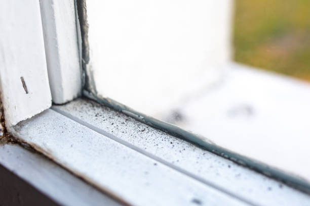 Best Mold-Related Health Consultation  in Edgewood, NM