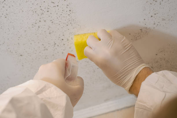 Best HVAC Mold Inspection and Cleaning  in Edgewood, NM