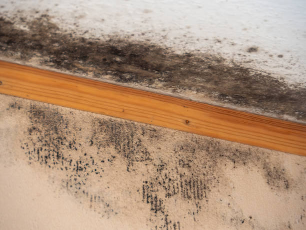 Best Emergency Mold Remediation  in Edgewood, NM