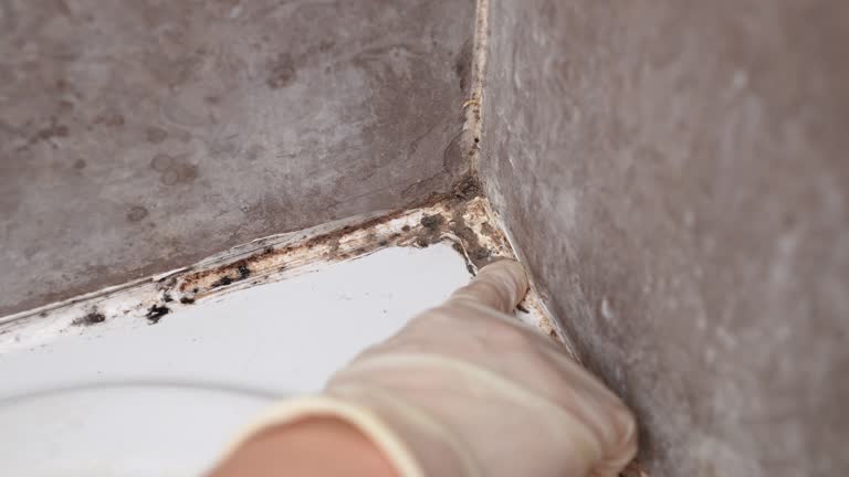 Best Real Estate Mold Inspection  in Edgewood, NM