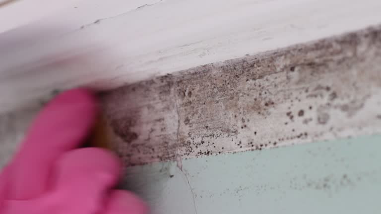 Environmental Consulting for Mold Prevention in Edgewood, NM